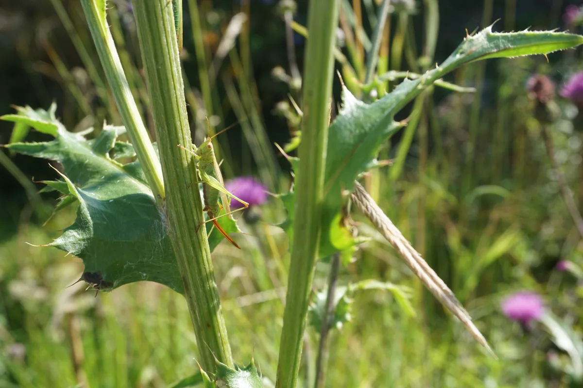 Schrecke auf Gras